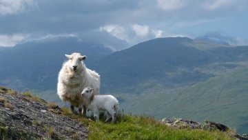 Studie : Britische Landwirtschaft könnte nach dem Brexit „global führend“ sein