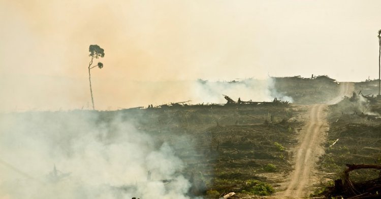 Parlement européen : un vote décisif sur l'huile de palme