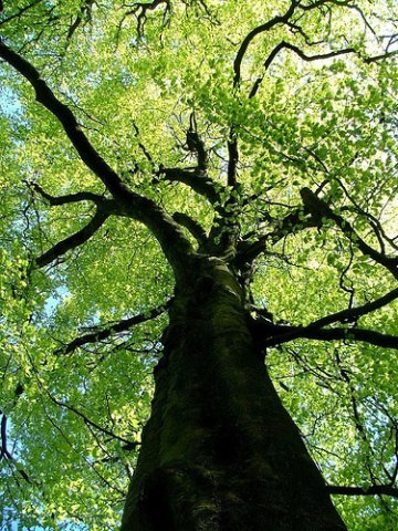 For International Year of Biodiversity, World Citizens Propose Planting Trees of Life