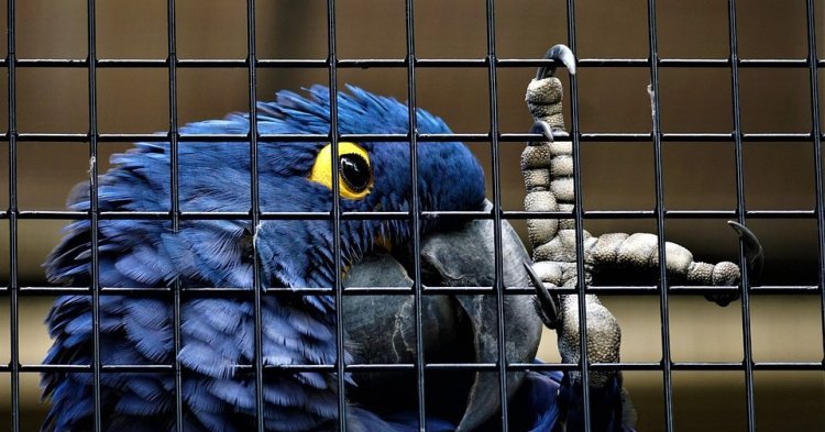 La protection des animaux en Europe : l'initiative « Pour une nouvelle ère sans cage ». 