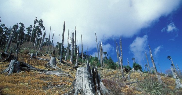 L'UE s'accorde sur l'interdiction de la déforestation importée, une première mondiale