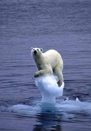 COP16 : Pour combattre le changement climatique à Cancun, la politique des petits pas ne suffit pas !