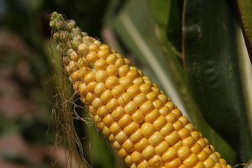 Monsantos verlorener Boden