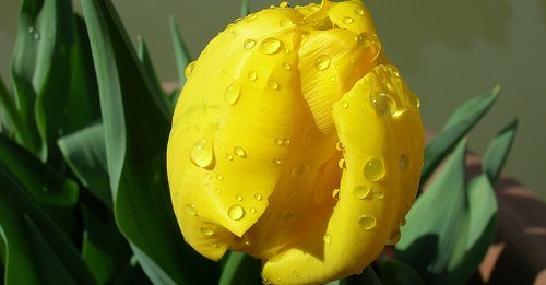 Tulipani gialli ed altri fiori dal mondo (VI)