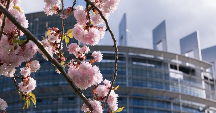 European Parliament votes for making 9 May an EU-wide public holiday