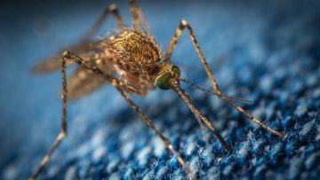 Malaria : der tödliche Stich