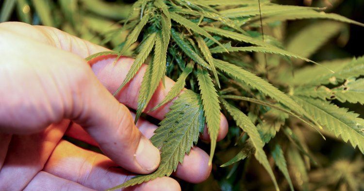 EU-Drogenpolitik: Wann kommt das Ende der Cannabisprohibition?
