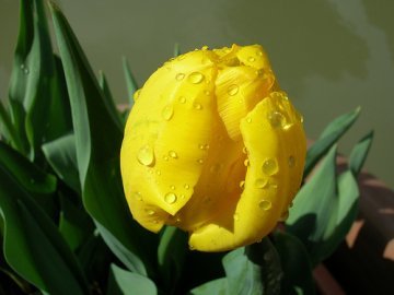 Tulipani gialli ed altri fiori dal mondo (VI)