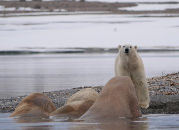 Unter die Lupe genommen : Die führende Rolle der EU im internationalen Klimaschutz