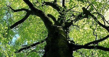 For International Year of Biodiversity, World Citizens Propose Planting Trees of Life