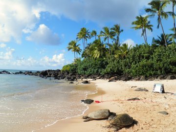 Tax havens a matter of social responsibility