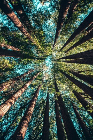 Le Courrier d'Europe : Le pari écologique de l'Union européenne pour 2030 
