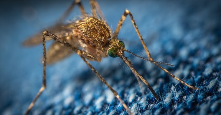 Malaria: der tödliche Stich